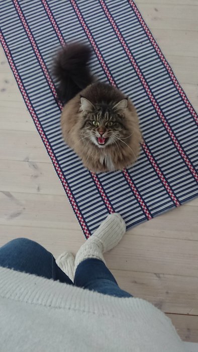 Långhårig katt som sitter på en randig matta och gäspar eller säger något, sedd uppifrån.