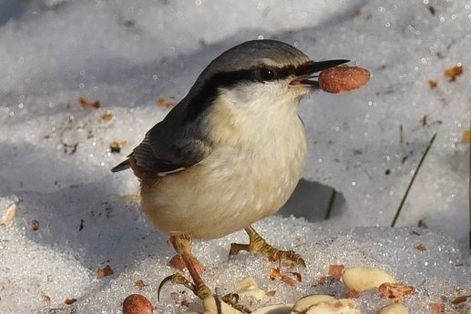 En nötväcka som står på snö med en nöt i näbben omgiven av nötter och frön.