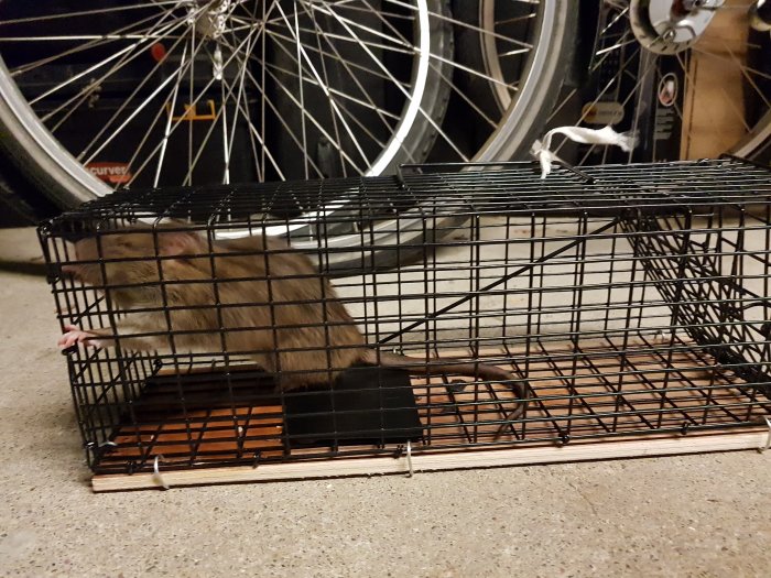 Råtta fångad i en svartbur inne i ett garage med cykeldelar i bakgrunden.