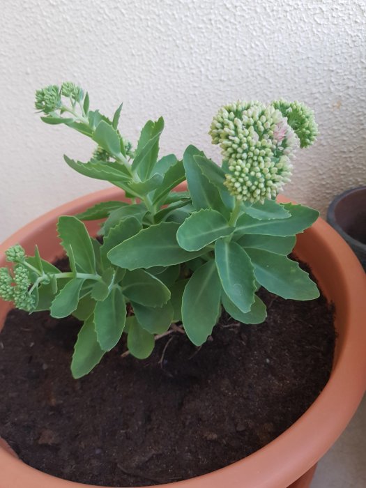 Kärleksört i kruka med flera blommor och saftiga gröna blad, nyligen vattnad i brun kruka.