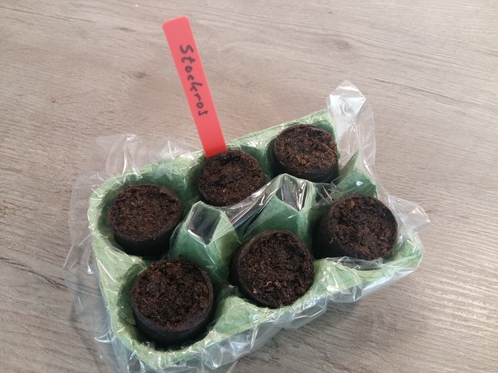 Äggkartong använd som plantebehållare för stockrosor, täckt med plast, på träyta med namnskylt.