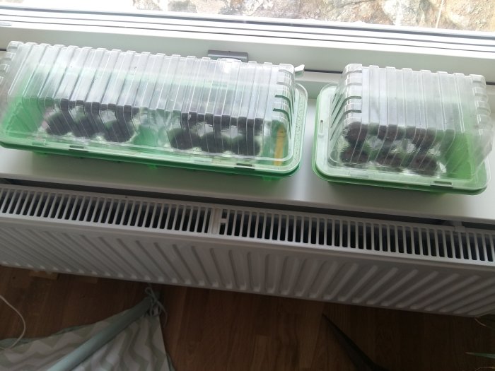 Plantering av stockros i omgjorda äggkartonger inuti genomskinliga minidrivhus på ett fönsterbräde.