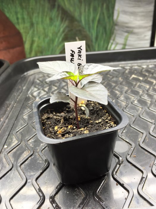 YAKI BLUE FAWN-plant ungomplanterad i svart kruka med etikett, datum och spirande grön lövverk.