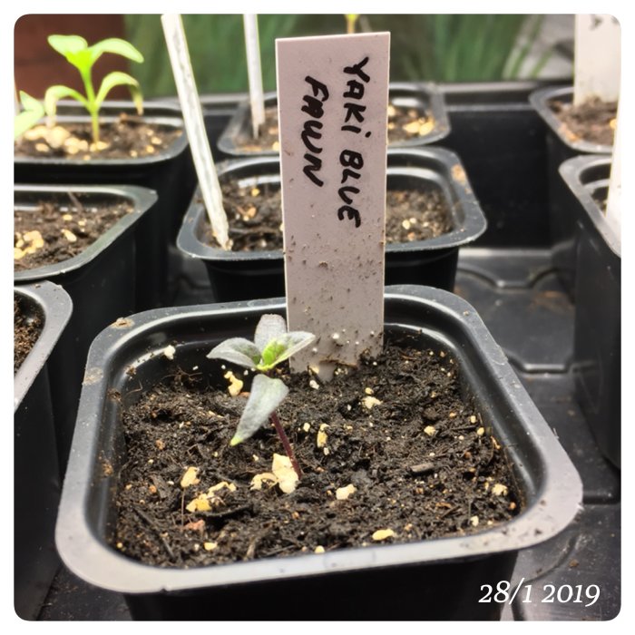 Ung planta av Yaki Blue Fawn vid omplantering med etikett i kruka, andra växter i bakgrunden.
