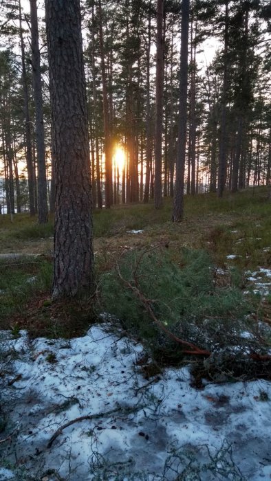 Solnedgång i en skog med tallar och smältande snö på marken.