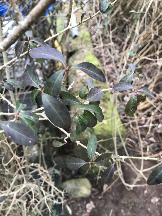 Närbild av ligustriväxtens grenar och mörkgröna blad med en oskarp bakgrund av trädgårdens vegetation.