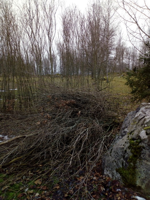 En stor hög av bortrensade kvistar och grenar framför en skogsbakgrund efter syrénhäckrensning.