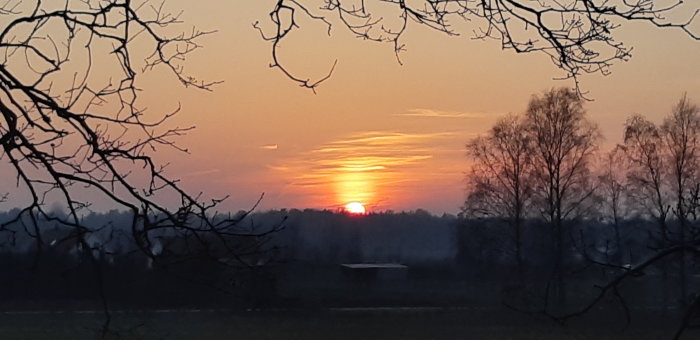 Solnedgång över ett fält med trädgrenar i silhuett och en strålande röd sol mot en varmt färgad himmel.