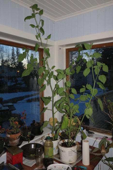 Övervintrade physalisplantor på en fönsterbänk inomhus med utsikt över snötäckt trädgård.