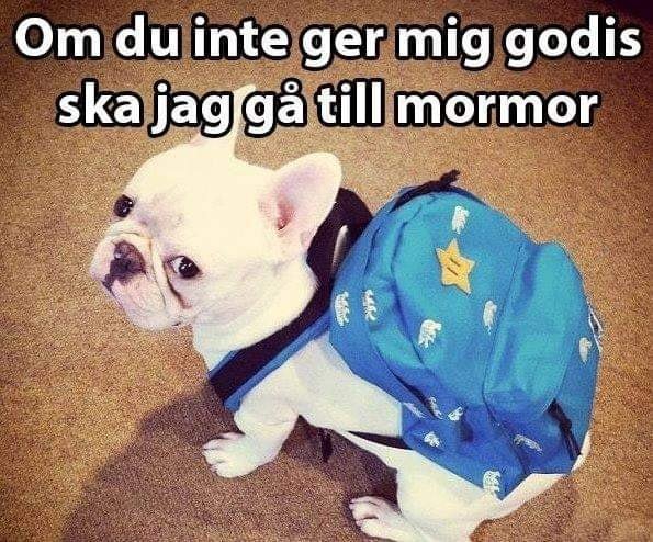 Fransk bulldogg med ryggsäck och texten "Om du inte ger mig godis ska jag gå till mormor".