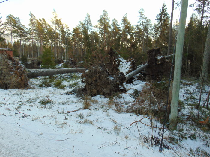 Ovälta tallar med stora rotklumpar i snö efter stormen Alfrida.