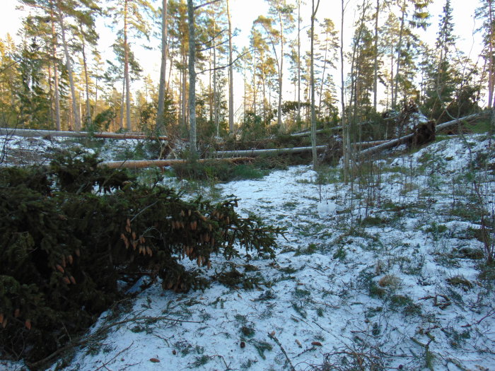 Omkullblåsta tallar i ett skogsparti med lätt snötäcke dagen efter stormen Alfrida.