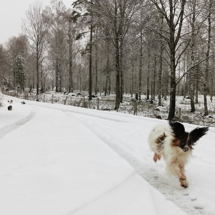 Lekfull hund springer på snötäckt väg med skog i bakgrunden.