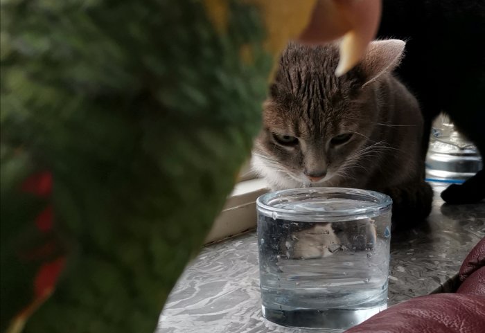Katt vid namn Hallon som dricker vatten ur ett genomskinligt glas.
