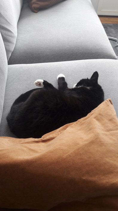En svart katt som ligger avslappnat på rygg i en soffa med tassarna uppåt.