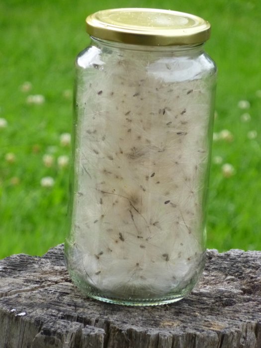 Glasburk fylld med döda insekter på en trästubbe mot en gräsmatta i bakgrunden.