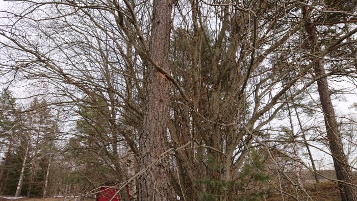 Tall med skadad bark där en annan gren växer in i stammen.