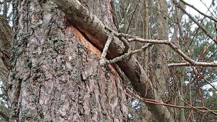 Skadad tall med inträngande gren från annat träd mot stammen.