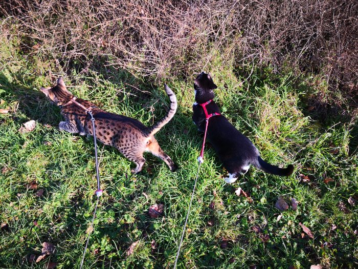 Två katter i koppel på en solig gräsmatta, en ser upp mot buskage.