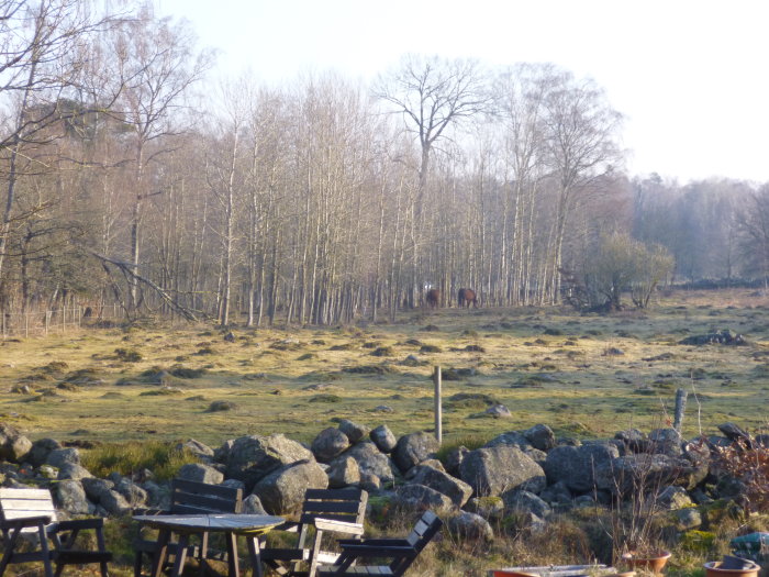 Morgonvy över en frosthävdad äng med lövträd och två hästar i bakgrunden, stenmur i förgrunden.