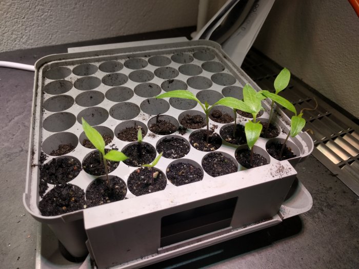 Odlingbricka med små gröna plantor som groddar i jord, under en växtlampa.
