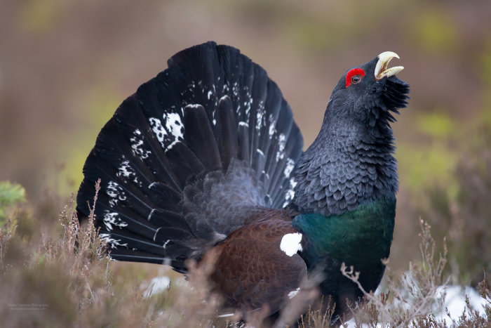 En tjäder med uppslagen stjärt och öppen näbb i sitt naturliga habitat.