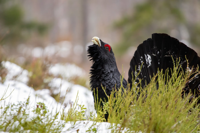 Herr tjäder med uppställt fjäderdräkt i snöklädda skogsmiljö.