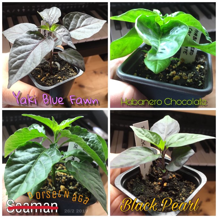 Fyra chiliplantor i krukor med namnen Yaki Blue Fawn, Habanero Chocolate, Dorset Naga och Black Pearl.
