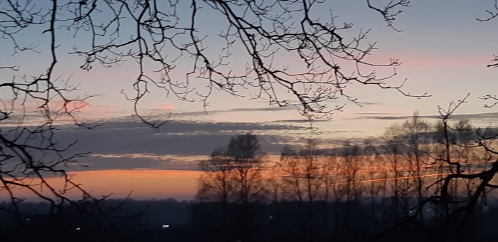 Soluppgång med silhuetter av trädgrenar mot en färgglad himmel i nyanser av rosa, orange och blått.