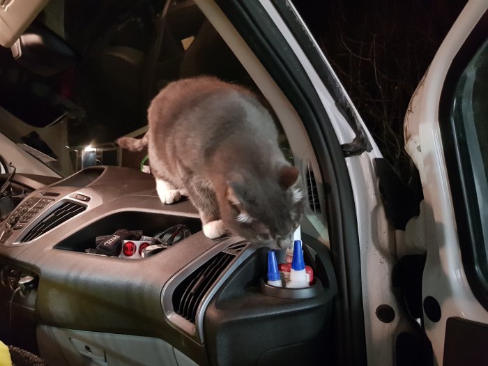 En katt sniffar på öppna flaskor med snabblim placerade i bilens mugghållare.