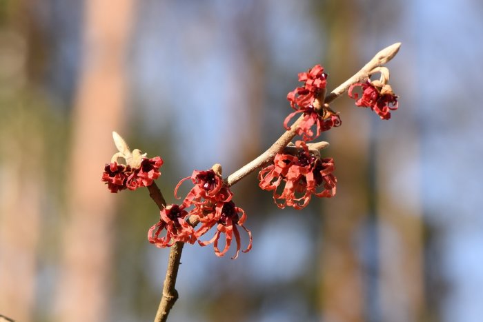 Röda blommor på Hybridtrollhassel 'Hamamelis x intermedia Diane' mot suddig bakgrund.