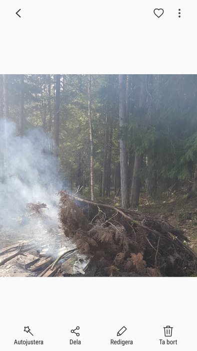 En hög med grenar och löv som ryker i en skog, utan synliga lågor.