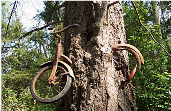 En rostig cykel som växt fast i ett träd.