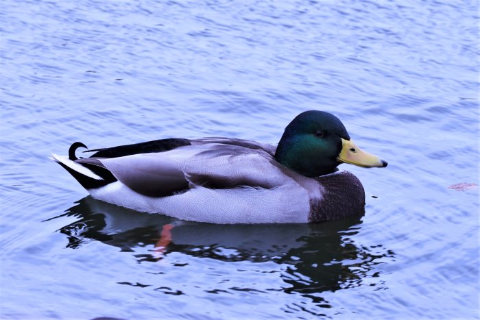 En gräsandshane flyter på vatten med klara färger och spegelglans.