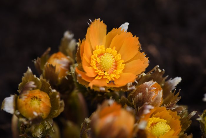 Orange blommor av Adonis amurensis 'Beni Nadeshiko', en japansk guldadonis mot en mörk jordbakgrund.