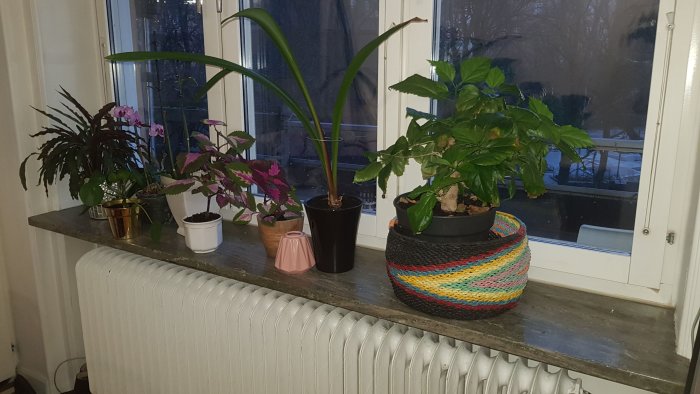Stor stenfönsterbräda med krukväxter ovanpå en vit elementradiator, inomhusvy med fönster.