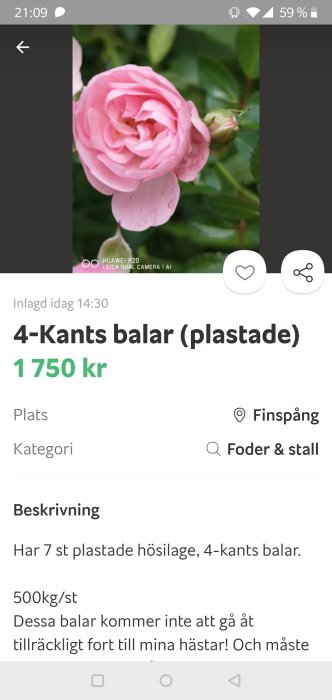 Närbild av en blommande rosa ros, felaktigt uppladdad i en annons för fyrkantiga höbal.