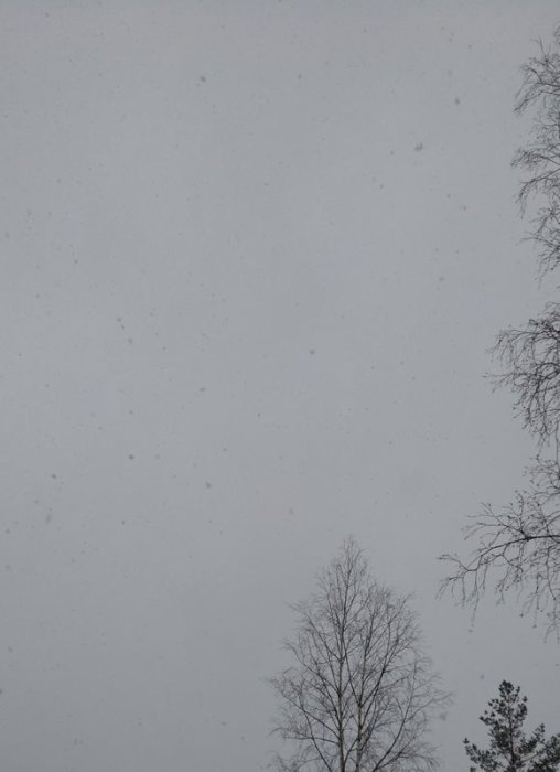 Snöfall med vit himmel och konturer av träd.