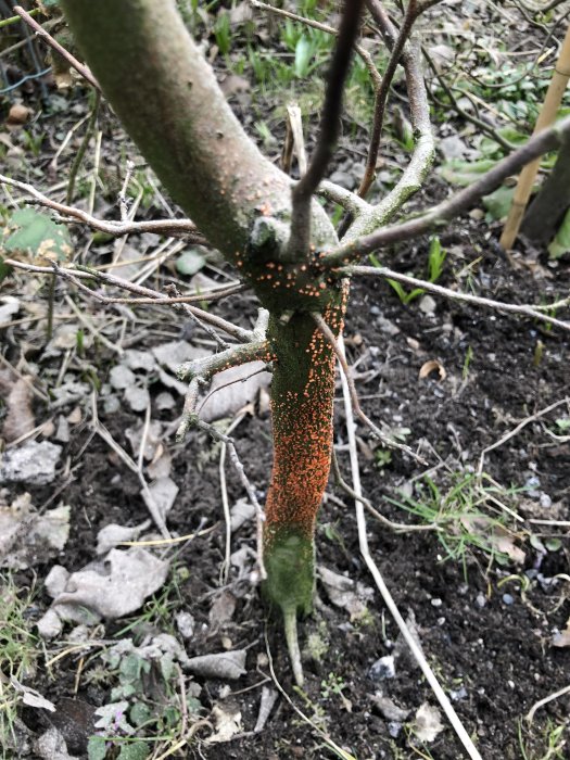 Avenbokshäckplants stam med orange prickar och viss mossa i en lerig jord.