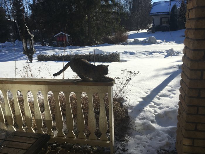 Katt sitter på altanräcket med snöig trädgård och röd stuga i bakgrunden.