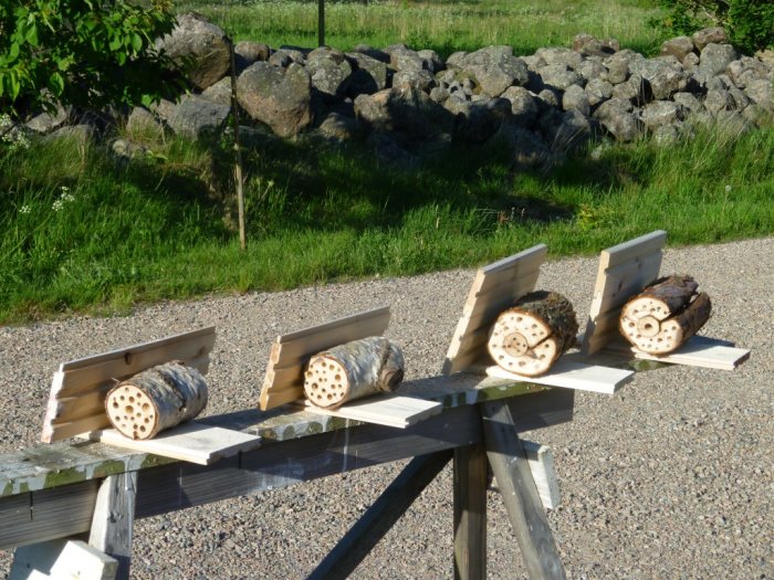 Trädstammar med hålborrade ändar för insekter på en bänk, med grus och stenmur i bakgrunden.