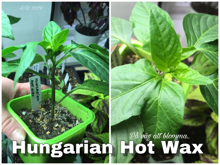 Unga Hungarian Hot Wax-chiliväxter i krukor med knoppar som är på väg att blomma.
