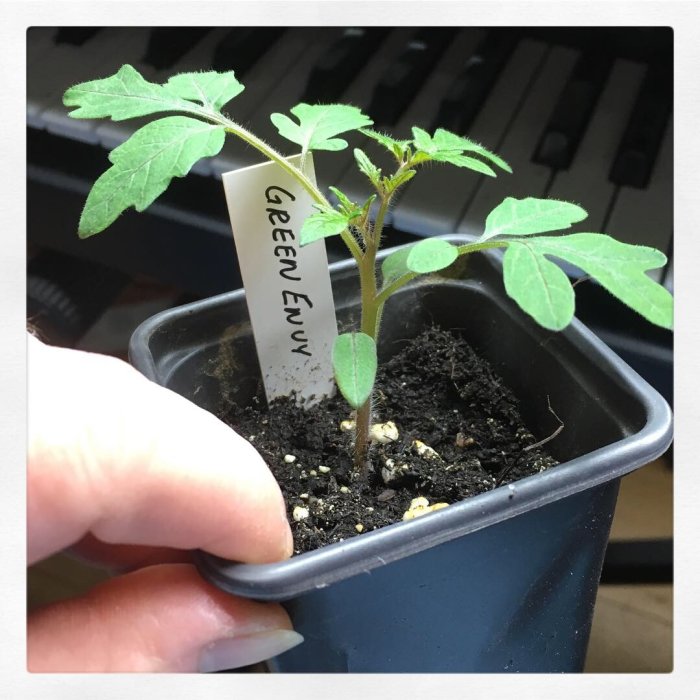 Ung tomatplanta 'Green Envy' i kruka med etikett, hållen av en person.