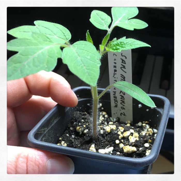 Tomatplanta "San Marzano 2" i kruka med etikett, unga gröna blad synliga i solljus.