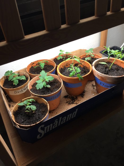 Odling av chili och tomater i krukor, med en kruka märkt 'paprika' innehållande en mindre planta.