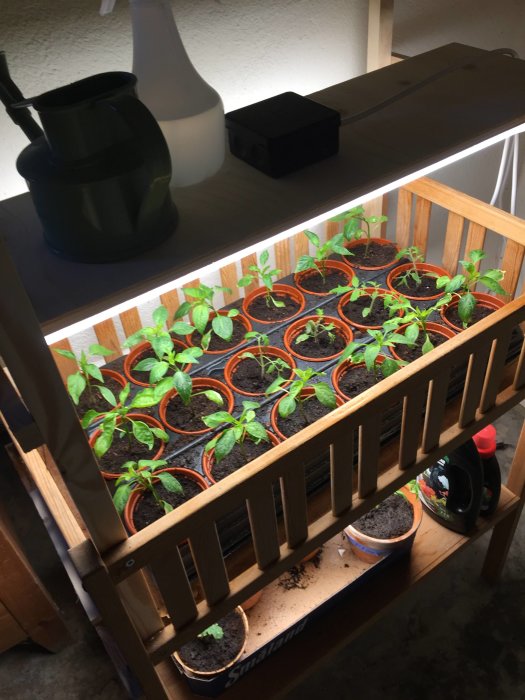 Plantor av chili och tomat som växer inomhus under växtbelysning, paprikaplantor som inte växer.