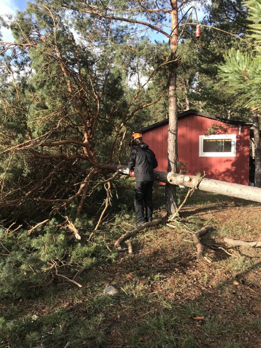 Person i skyddsutrustning fäller träd framför röd stuga med motorsåg.