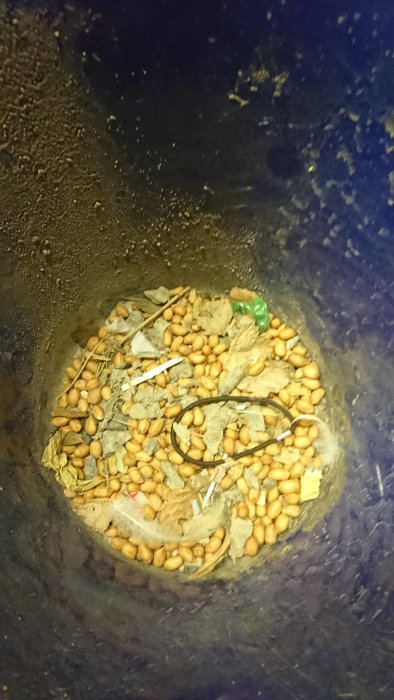 Samling av nötter och diverse småföremål i ett hörn, indikerar att det är en skattgömma skapad av djur.