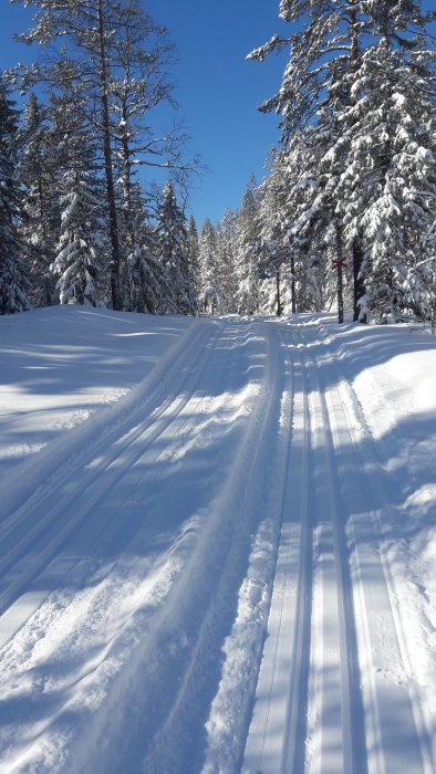 Solbelyst snötäckt skidspår genom en vinterklädd skog med snötyngda träd.