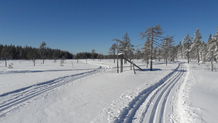 Vintervy med skidspår genom snötäckt landskap och tallar under klarblå himmel.